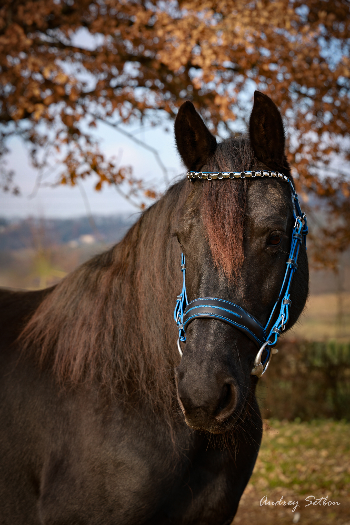 L’Ergonomique - Bridon Ergonomique Cheval - Fait Main – Image 2