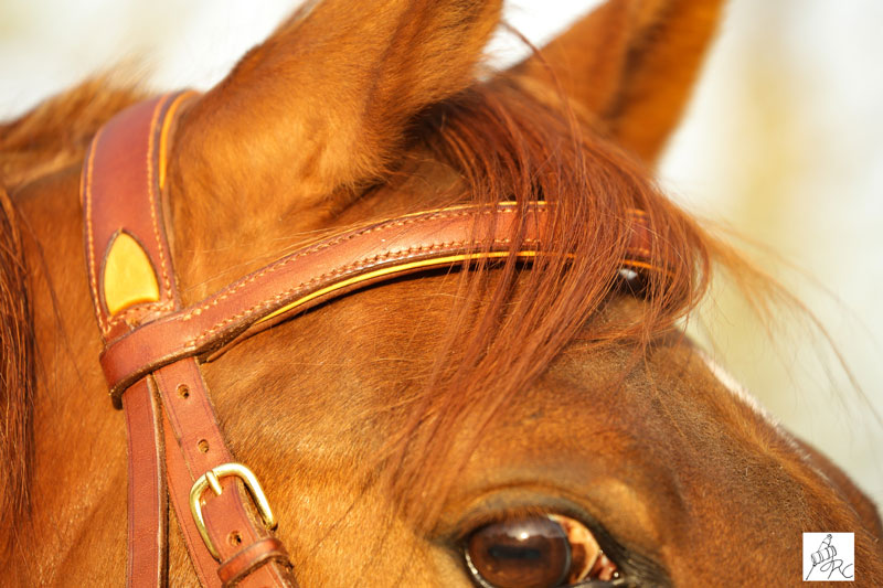 bridon tetiere cuir cheval marron