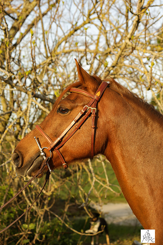 bridon cuir marron cheval