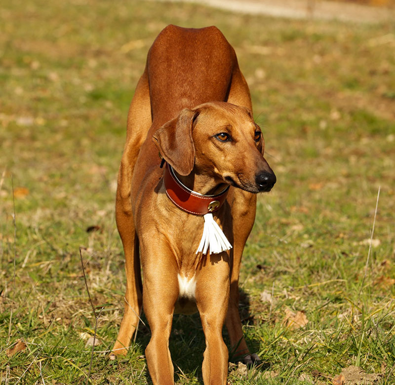 chien levrier collier cuir marron