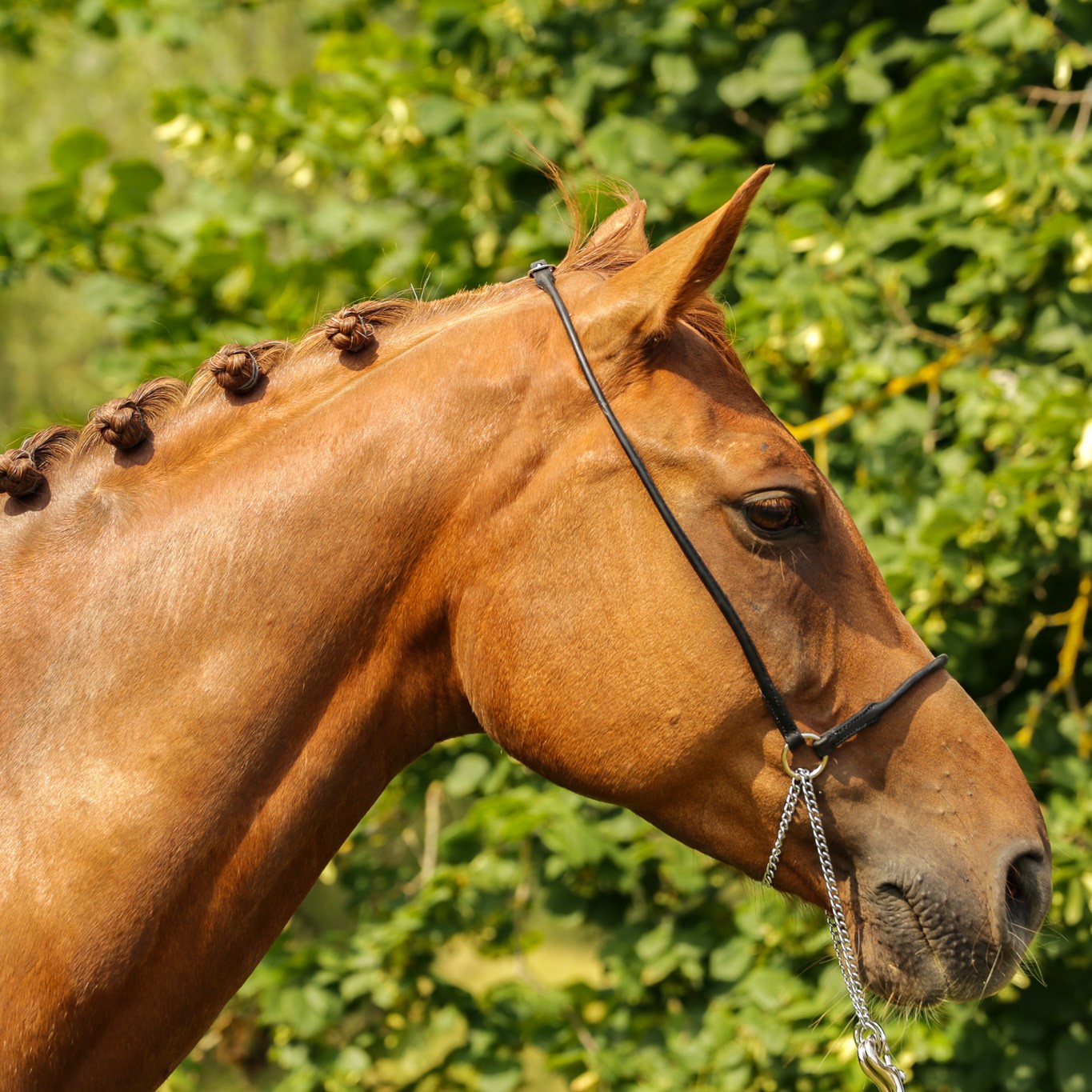 Licol orange Pagony - Briderie de présentation - Briderie - Cheval