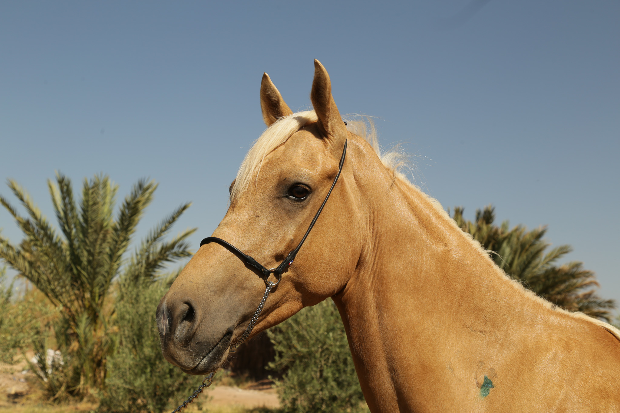 Licol orange Pagony - Briderie de présentation - Briderie - Cheval