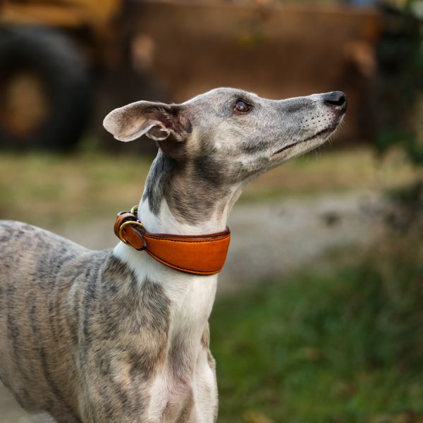 Collier chien L'Intemporel Lévrier – Image 2
