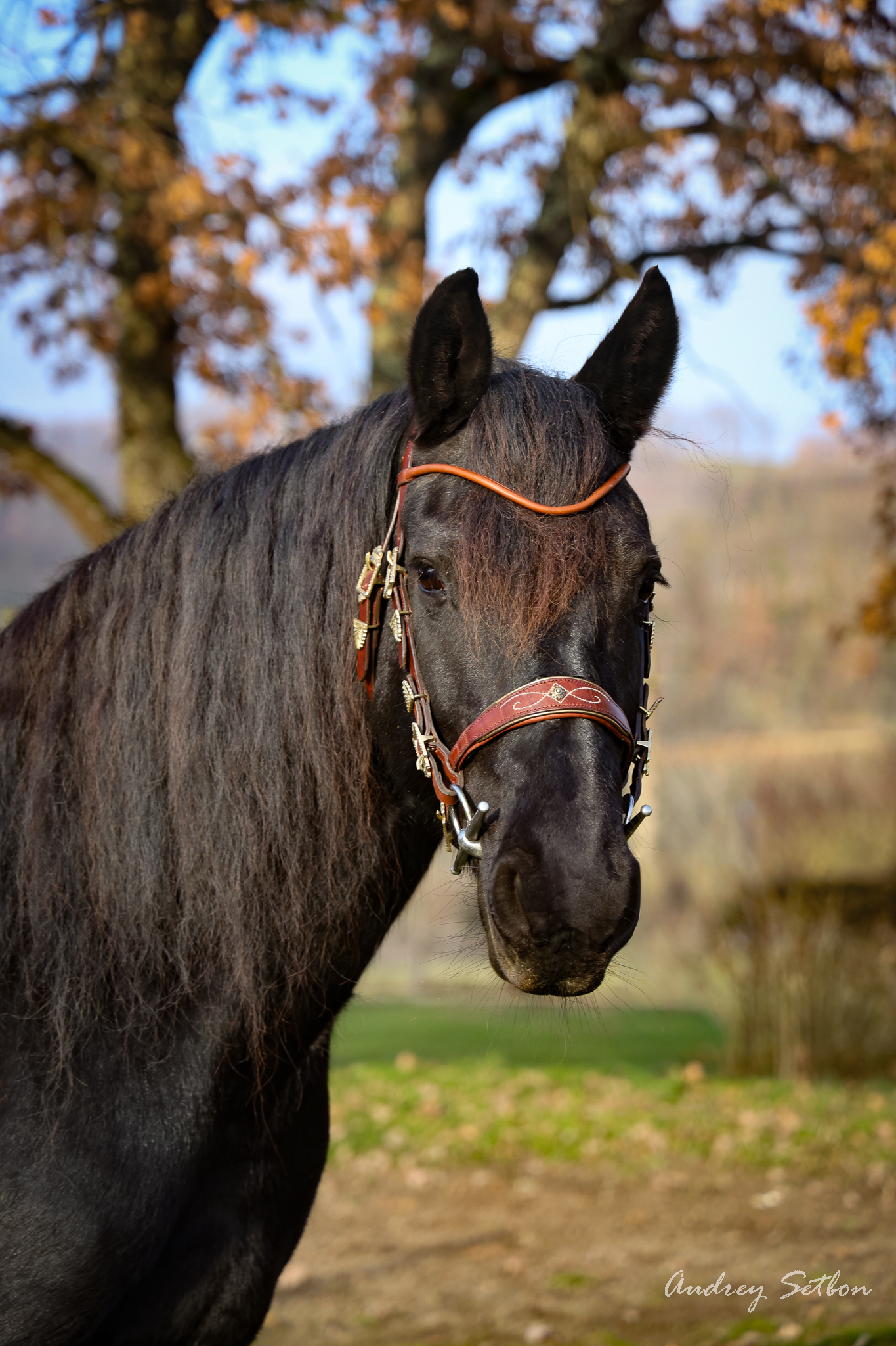 L’Ergonomique - Bridon Ergonomique Cheval - Fait Main
