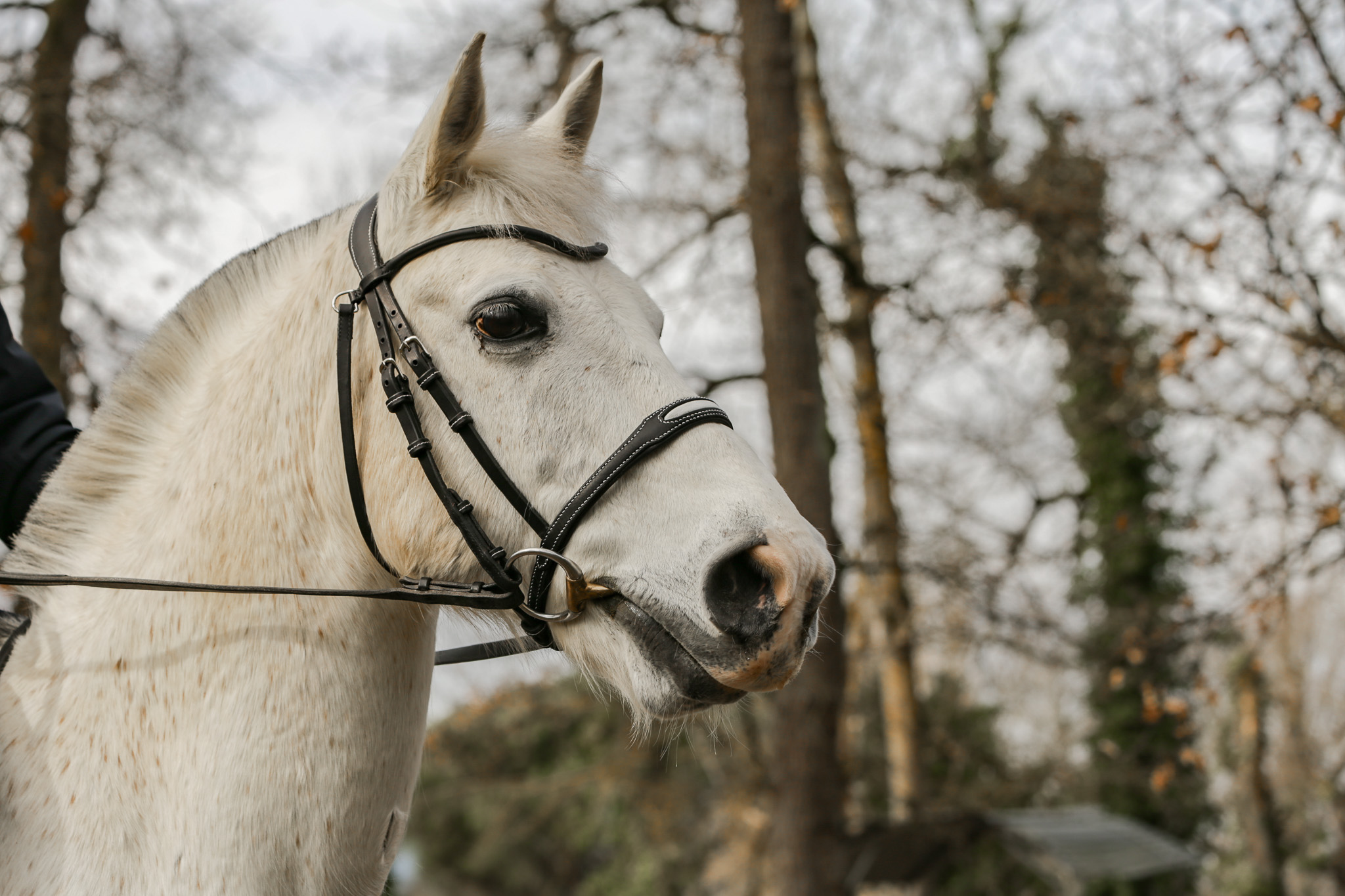 L’Ergonomique - Bridon Ergonomique Cheval - Fait Main – Image 3